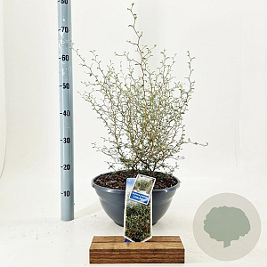 Sophora 'Little Baby' 30-40 cm 7L