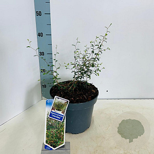 Sophora 'Little Baby' 40-50 cm 5,0L