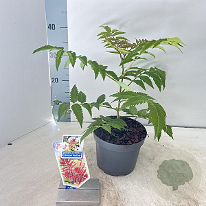 Sorbaria s. Crimson Feather 30-40 cm 2,0L