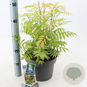 Sorbaria sorbif. 'Sem' 30-35 cm 5,0L
