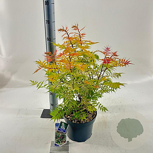 Sorbaria sorbif. 'Sem' 30-35 cm 5,0L
