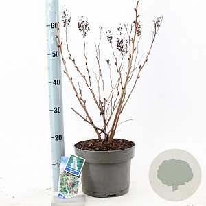 Sorbaria sorbif. 'Sem' 30-35 cm 5,0L