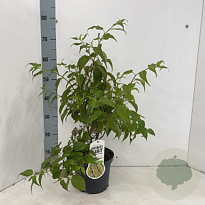 Stachyurus chin. 'Celina' 50-60 cm 3,0L