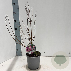 Syringa meyeri Flowerfesta Purple 25-30 cm 2,0L