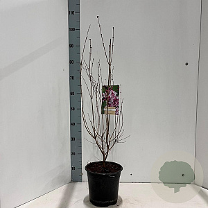 Syringa microphylla 'Superba' 40-60 cm 4,0L