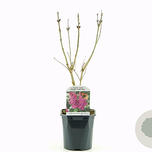 Syringa v. 'And. an Ludwig Späth' 30-40 cm 2,0L