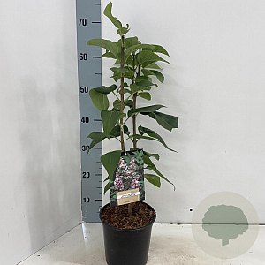 Syringa v. Beauty of Moscow 30-40 cm 2,0L