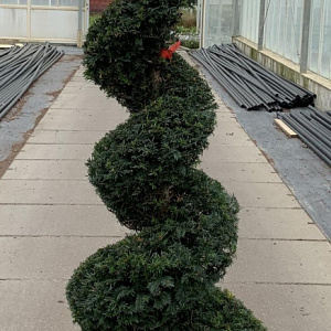 Taxus baccata 190-200 cm cont. 65L spiraal