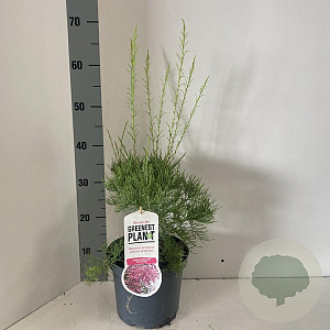 Tamarix ramos. 'Pink Cascade' 40-50 cm 3,0L