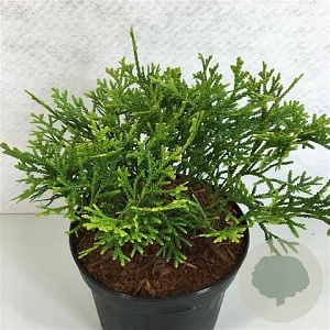 Thujopsis dolabrata 'Nana' 15-20 cm 3,0L