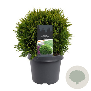 Thuja occidentalis 'Danica Aurea' 25-30 cm 3,5L