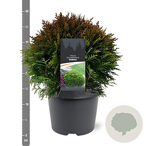 Thuja occidentalis 'Danica Aurea' 25-30 cm 3,5L