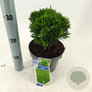 Thuja occ. 'Danica' 25-30 cm 3,0L