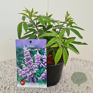 Vitex agnus-castus 20-30 cm 3,0L