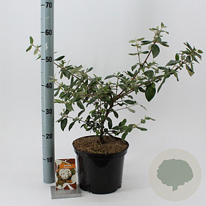 Viburnum burkw. 'Conoy' 30-40 cm 5,0L