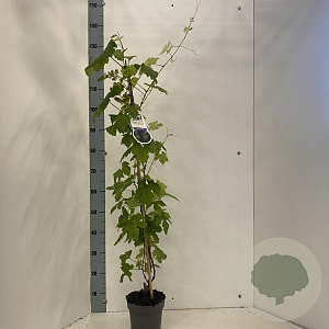 Vitis 'Boskoop Glory' 70 cm 2,0L met stok