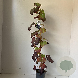 Vitis 'Boskoop Glory' 70 cm 2,0L met stok