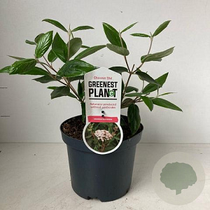 Viburnum burkwoodii 40-50 cm 3,0L