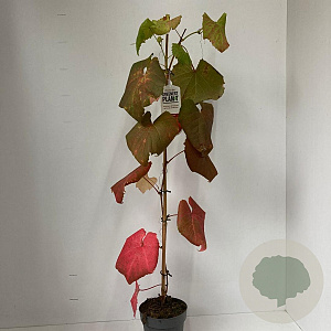 Vitis coignetiae 70 cm 2,0L met stok