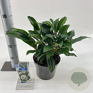 Viburnum davidii 25-30 cm 3,0L