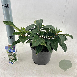 Viburnum davidii 25-30 cm 3,0L