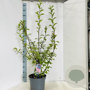Viburnum farreri 140-150 cm 10L