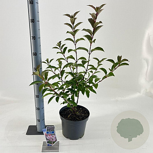 Viburnum farreri 50-60 cm 5,0L