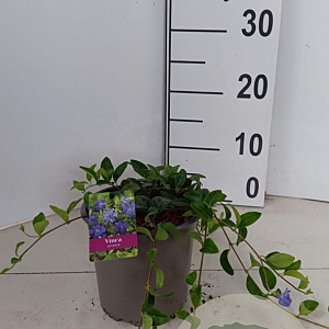 Vinca minor 30-40 cm P15