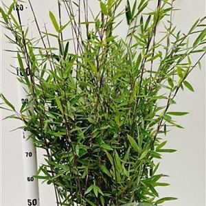 Fargesia nitida 'Black Pearl' 80-100 cm 5,0L