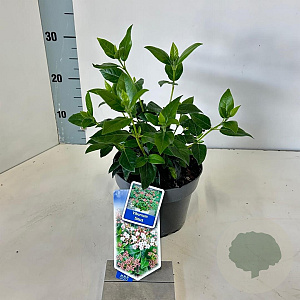 Viburnum tinus 25-30 cm 2,0L