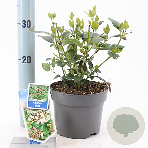 Viburnum tinus 25-30 cm 2,0L