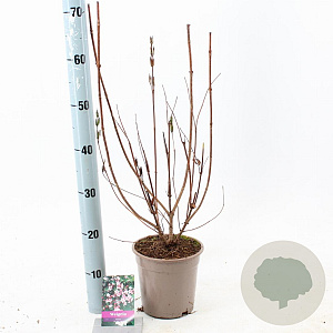 Weigela 'Rosea' 40-60 cm 2,0L