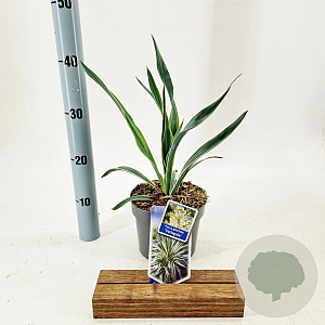 Yucca gloriosa 'Variegata' 25-30 cm 2,0L