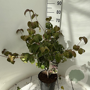 Cornus k. 'Satomi' 60-80 cm 7,5L