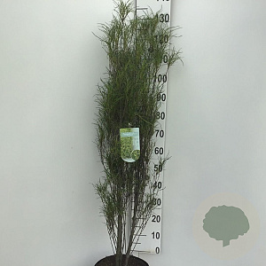 Frangula alnus Fine Line 100-125 cm 10L