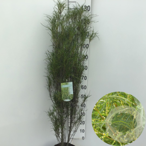 Frangula alnus Fine Line 100-125 cm 10L