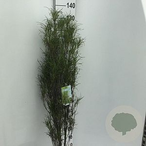 Frangula alnus Fine Line 100-125 cm 10L