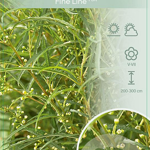 Frangula alnus Fine Line 100-125 cm 10L
