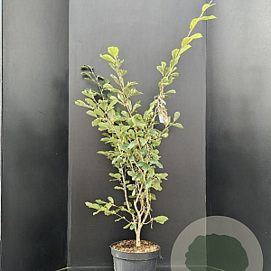 Hamamelis int. 'Arnold Promise' 100-125 cm 15L