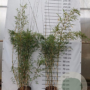 Fargesia robusta 'Campbell' 200-225 cm 15L