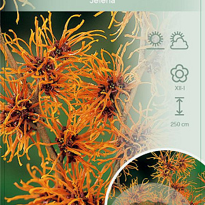 Hamamelis int. 'Jelena' 80-100 cm 12L