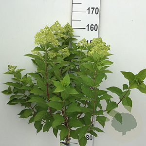 Hydrangea pan. 'Limelight' 100 cm stam 7,5L