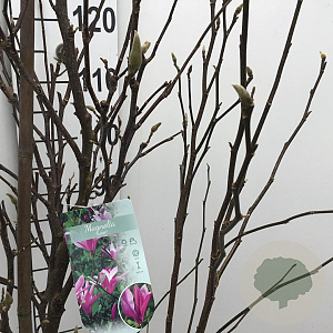Magnolia 'Susan' 150-175 cm 15L