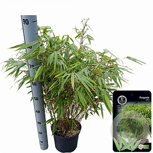 Fargesia rufa 80-100 cm 5,0L