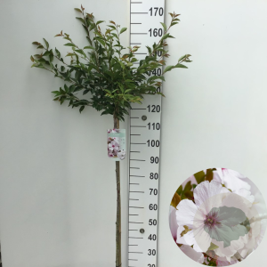 Prunus 'The Bride' 120 cm stam 7,5L