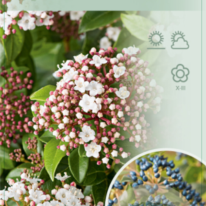 Viburnum tinus 90 cm stam 5,0L