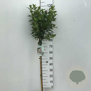 Viburnum tinus 90 cm stam 5,0L