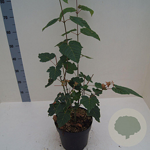 Acer capillipes 60-80 cm 6L meerstammig