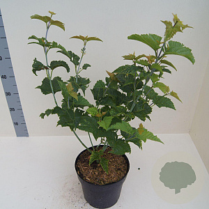 Acer davidii 60-80 cm 6L meerstammig