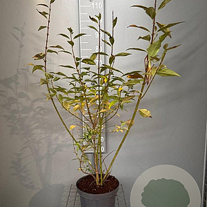 Forsythia int. 'Lynwood' 80-100 cm 7,5L